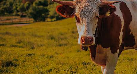 Подогрев газона футбольного поля